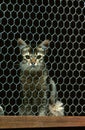 Domestic Cat sitting Behing a Fence Royalty Free Stock Photo