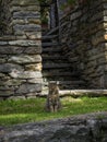 Domestic cat sitting at old traditional schist stone rock houses in Sonogno village Verzasca Valley Ticino Switzerland Royalty Free Stock Photo