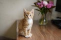 A domestic cat is sitting on a table near a vase with a bouquet and computer