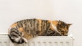 Domestic cat sleeping and relaxing on a radiator