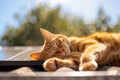 Domestic cat sleeping on a roof with a solar panel and enjoying the sun