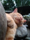 This domestic cat is sleeping on a small rock Royalty Free Stock Photo