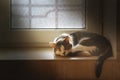 Domestic cat sleeping on tile windowsill lit by sunlight