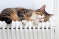 Domestic cat sleeping on white heating radiator