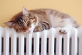 Domestic cat sleeping on white heating radiator in front of yellow wall