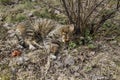 A domestic cat sleeps under a currant bush in a withered grass Royalty Free Stock Photo