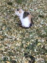 A brown, black and white cat sits in yellow leaves