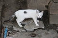 Black spot white CAT