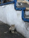 A stray cat hides next to an old staircase