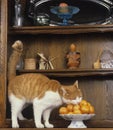 Domestic Cat Smelling and Licking Oranges Royalty Free Stock Photo