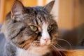 A domestic cat smiles at its owner portrait Royalty Free Stock Photo