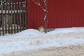 Domestic cat in the snow. It is difficult to move. Walks to the cat.