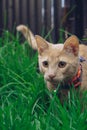 Domestic cat stalking on the grass