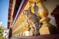 Domestic cat stand close gold pillar at monastery