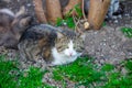 Domestic cat staring at the camera, close up Royalty Free Stock Photo