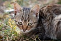 Domestic cat staring at the camera, close up Royalty Free Stock Photo