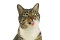 Domestic cat sticks her tongue out