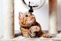 Domestic Cat tan playing at home. Domestic animals Royalty Free Stock Photo