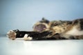 Domestic cat, Tortoise shell, stretching, yawning, blue background