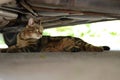 Domestic cat - under the car Royalty Free Stock Photo