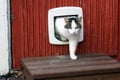 Domestic cat using cat flap