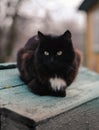 Domestic cat in the village. Cute black pet sits on the wooden table, relaxed funny furry animal in farm Royalty Free Stock Photo