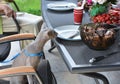 Domestic cat waiting for food sitting like man at table Royalty Free Stock Photo