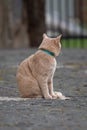 Domestic cat on a walk on a leash Royalty Free Stock Photo