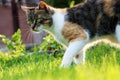 A domestic cat walking across grass a trying find some beetle or some small mouse