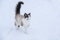 Domestic cat walks in winter in the yard, sitting on the path between snowdrifts, sunny day Royalty Free Stock Photo