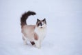 Domestic cat walks in winter in the yard, sitting on the path between snowdrifts, sunny day Royalty Free Stock Photo