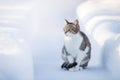Domestic cat walks in winter in the yard, sitting on the path between snowdrifts, sunny day Royalty Free Stock Photo