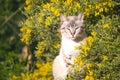 Domestic cat on a wall , surrounded by tellow flowers Royalty Free Stock Photo