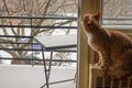 Domestic cat watching snowfall