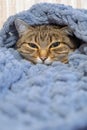 Domestic cat wrapped in a blanket and sleeps. Close-up. Only the face is visible.