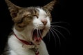 Domestic cat yawning with black background Royalty Free Stock Photo