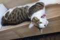 Domestic cat yawning lying on the shelf Royalty Free Stock Photo