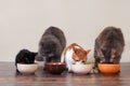 Domestic cats eat pet food on the floor from bowls