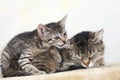 Domestic cats, Female cat and kitten Royalty Free Stock Photo