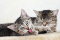 Domestic cats, Female cat and kitten Royalty Free Stock Photo