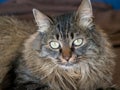 Portrait of a green-eyed tiger cat Royalty Free Stock Photo