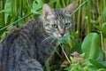 Portrait of a green-eyed tiger cat Royalty Free Stock Photo