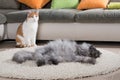 Domestic cats in a living room