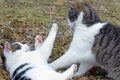 Domestic cats playing outdoors