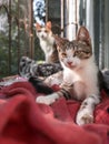 Domestic cats rest on the windowsill on a sunny day Royalty Free Stock Photo