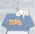 Domestic cats are sleeping at home