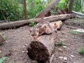 Domestic cats on the soil in yard. Ginger cat and tabby cat