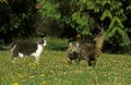 Domestic Cats standing on Grass