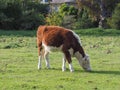 Domestic cattle aka domesticated cow mammal animal Royalty Free Stock Photo