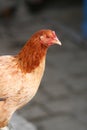 Domestic Chicken Royalty Free Stock Photo